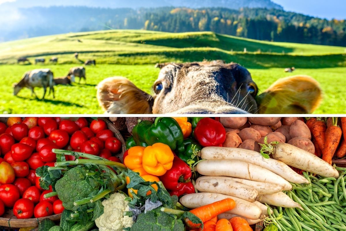 The Environmental Impact of Plant-Based Diets